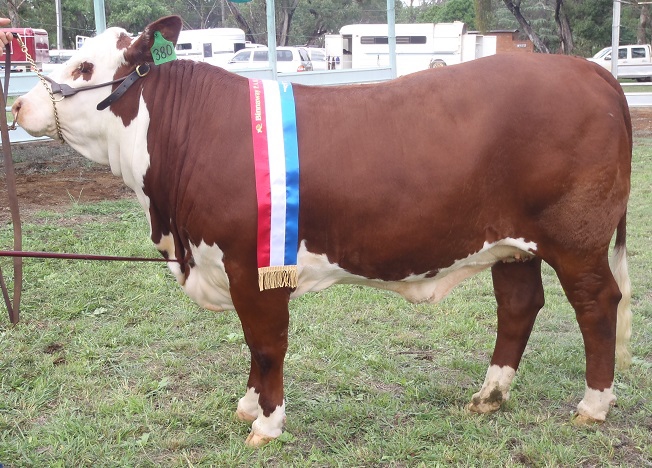 SXNutmegBinnawayShow1.jpg - large